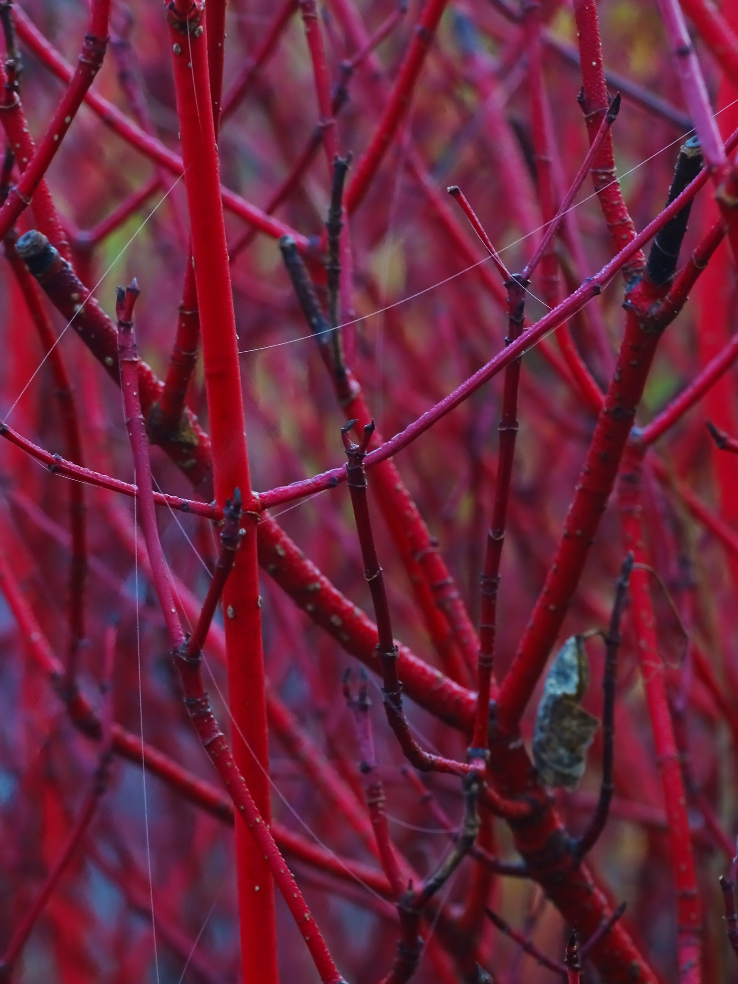 Arbre Rouge